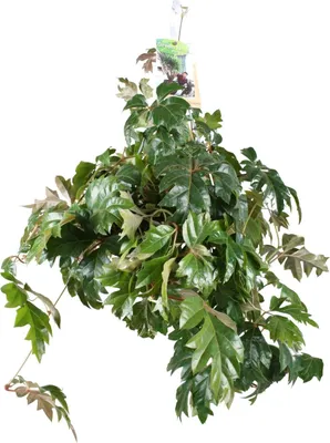 Zdjęcie produktu dla Cissus Rhombifolia Ellen Danica - Ø17Cm - ↕70Cm