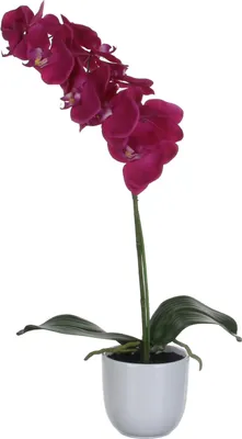Obrázok produktu pre Umelá kvetina phalaenopsis 60 cm fialová