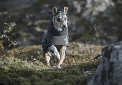 Produktbild von Hurtta Extrem Warmer, Hund, Jacke, Grau, Winter, 300 mm, 36 cm