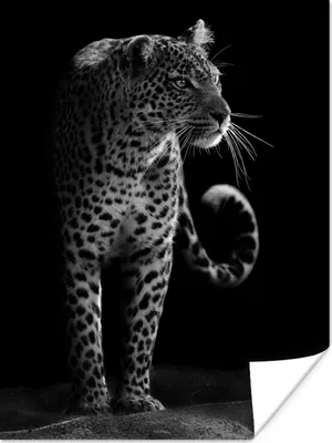 Produktbild von MuchoWow® Poster Wildtiere - Leopard - Natur - Schwarz - Weiß 90x120 cm - Wohnzimmer