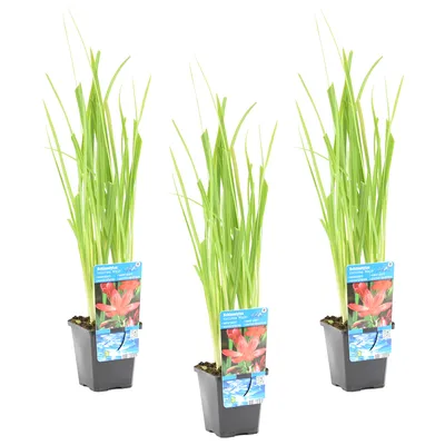 Produktbild von 3er Set - Schizostylis Mrs Hegarty - Spaltgriffel - Rosa - Teichpflanzen Winterhart - Wasserpflanzen - Zone 1-2 - Höhe 30-40 cm - Topf 9 cm