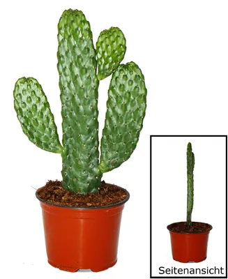 Obrázek produktu pro Kaktus zničené cesty - Consolea rubescens - Kaktus s plochým uchem - 12cm květináč