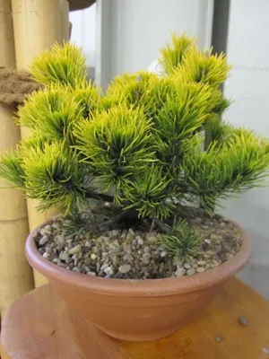 Produktbild von Pinus mugo Carstens Wintergold - Wintergelbe Bergkiefer Carstens Wintergold 25-30
