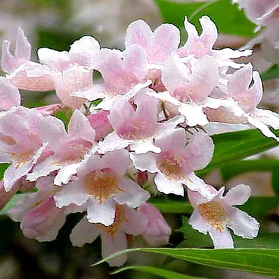 Produktbild von 2 x Kolkwitzie-Perlmutt-Strauch - Kolkwitzia amabilis 'Pink Cloud' | 30-50 cm in Container