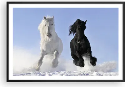 Produktbild von Gerahmtes Poster - Schwarzer Rahmen - Tiere Schönheit Wettbewerb - 91,5x61 cm - Wand Bild - Wanddeko - Wandbilder - Wandposter - Bilderrahmen - Bilder - Kunstdruck - Wandbild - P2BAA91x61-2179
