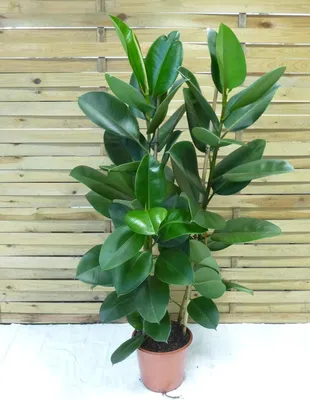 Produktbild von [Palmenlager] XL Ficus elastica "robusta" - Gummibaum 2er Tuff - 160 cm - Zimmerpflanze