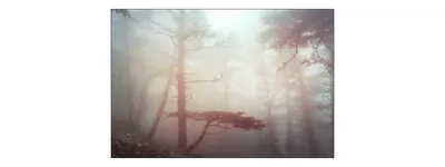 Produktbild von Muralo Fototapete Wald im Nebel 225 (B) x 150 (H) cm Vlies Tapete Wandtapeten Bäume Wohnzimmer Schlafzimmer moderne Wandbilder XXL Landschaft Panorama Wand Dekoration