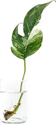 Obrázok produktu pre Gardners Epipremnum Albo Variegata - odrezky na zakorenenie
