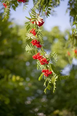 Produktbild von Sorbus aucuparia, Vogelbeere, 175–200 cm, robust