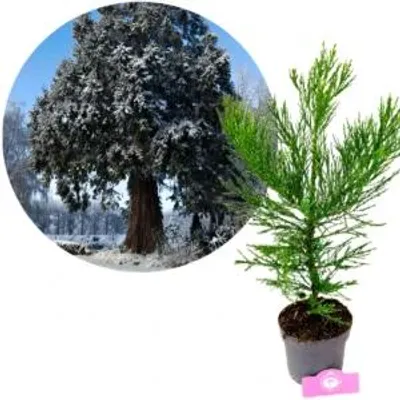 Produktbild von Sequoiadendron giganteum, Riesenmammutbaum, Höhe 60 cm – 2 Liter Topf