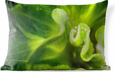 Produktbild von MuchoWow® Outdoor Kissen - Kopfsalatblätter mit Regentropfen - 60x40 cm - Wetterfest - Lounge Kissen - Zierkissen - Kissen für Innenräume