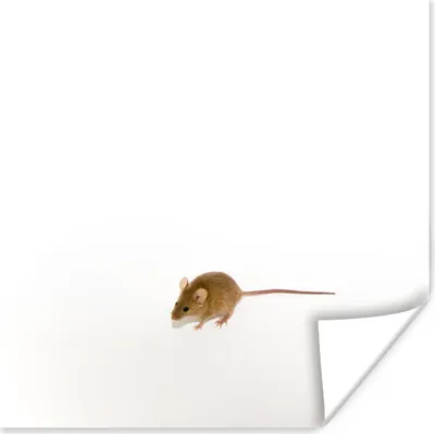 Produktbild von MuchoWow® Poster Maus - Tiere - Weiß 75x75 cm - Wand Dekoration