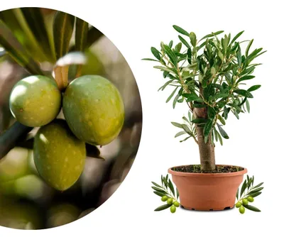 Produktbild von Olivenbaum Bonsai Olea europaea - Schale Ø 15 cm - Alter dicker Stamm - Winterhart bis -5 °C - Für Terrasse und Balkon