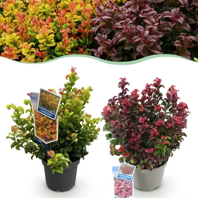 Immagine prodotto di Leucothoe Curly Duo - Giallo e rosso - 2 piante - Sempreverde - Bassa manutenzione - 30-40cm - Ø17cm - Pianta da giardino