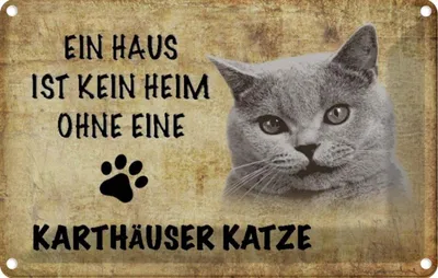 Produktbild von vianmo Blechschild 20x30 cm Karthäuser Katze ohne kein Heim Tier Haustier