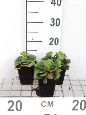 Obrázok produktu pre 6 x Saxifraga urbium - lomikameň - kvetináč 9 x 9 cm
