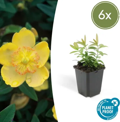 Obrázek produktu pro Trendyplants - Hypericum calycinum - 6 kusů - Podzimní seno - Odolné - Výška 10-25cm - Velikost květináče Ø9cm