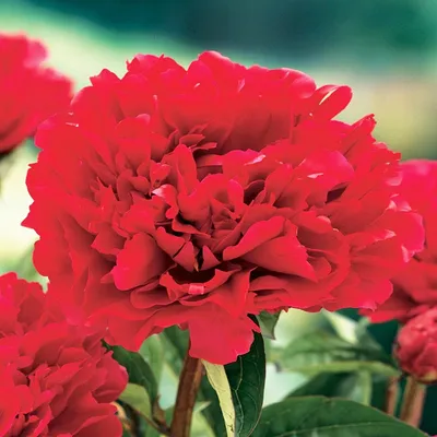 Image de Paeonia Pivoine plant Felix Crouse 1 pièce Pivoines plants Parfumées