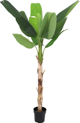 Produktbild von Kunstpflanze Bananenpflanze Musa190cm – künstliche Banana Plant – extra großer Kunstbaum mit realistischen XXL – Blättern – pflegeleichte Tropen