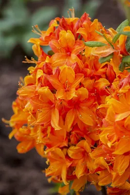 Produktbild von Rhododendron luteum 'Klondyke', gelb-orange, 30–40 cm
