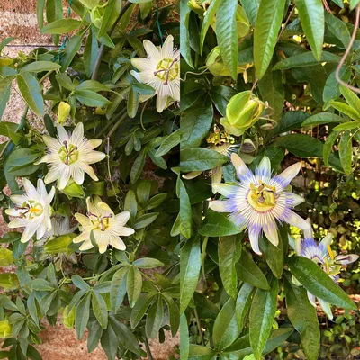 Obrázek produktu pro Mučenka Passiflora Tricolour - Květ růžový, bílý a fialový - Nenáročná údržba - 3 rostliny - 11cm výška 40cm - Ideální na balkon, do zahrady a pergoly