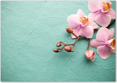 Produktbild von Tulup® Glas-Bild - 100 x 70 - Wandbild aus Glas - Wandkunst - Wandbild hinter gehärtetem Sicherheitsglas - Blumen & Pflanzen - Orchidee - Rosa
