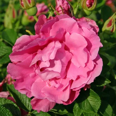 Immagine prodotto di Rosa - Kordes-Rugosa - Rosa 'Romantic Roadrunner'®