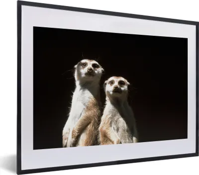 Produktbild von MuchoWow® MuchoWow® Gerahmtes Poster Schwarz - Erdmännchen - Tiere 40x30 cm - Poster mit zchwarzem Bilderrahmen - Bilderrahmen - Poster im Rahmen
