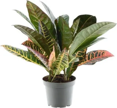 Immagine prodotto di Codiaeum variegatum 'Petra' - Albero delle meraviglie - Pianta da appartamento