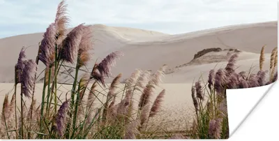 Produktbild von MuchoWow® Poster Pampasgras - Sand - Pflanzen - Düne 120x60 cm - Bild
