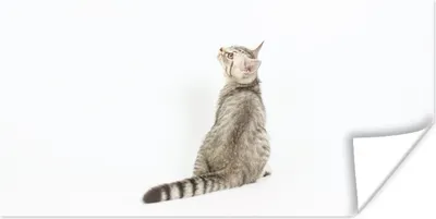 Produktbild von MuchoWow® Poster Katze - Haustiere - Fell 40x20 cm - Poster für die Wand - Poster Schlafzimmer