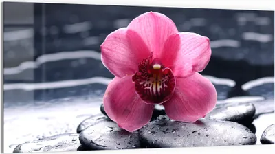 Produktbild von DEQORI Glasbild Echtglas 100x50 cm 'Zen-Blütenpracht' Wandbild Bild modern Deko