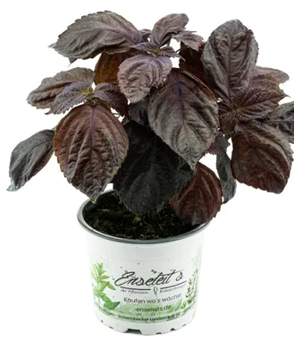 Produktbild von Enseleits Japanisches Basilikum Shiso, Perilla (Perilla frutescens), Basilikum Kräuter Pflanze