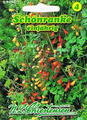 Produktbild von Schönranke | Blumensamen von N.L. Chrestensen