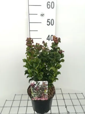 Immagine prodotto di Leucothoe axillaris 'Curly Red'® - Erica lavanda Curly Red® 20- 30 cm - Contenitore