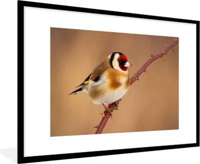 Produktbild von MuchoWow® Gerahmtes Poster Kropftaube - Vogel - Tiere 90x60 cm - Poster mit Schwarzem Bilderrahmen Wandposter Rahmen Foto Bilder - Wanddekoration - Fotos