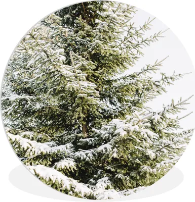 Produktbild von MuchoWow® Rundes Wandbild - Runde Bilder Winter - Baum - Schnee Ø 90 cm Kreis Wanddekoration Kunststoff - Wandkreis - Wandschmuck - Wand-Kreis - Wohnzimmer - Bild - Runde - Wanddeko - Dibond - Kunstdrucke