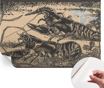 Produktbild von Selbstklebende Wandtapete - Dekorative Tapete für Wohnzimmer - Klebefolie für Wandbilder - Tapetenfolie für Wanddekoration - 104x70 cm - Wasserkrebs