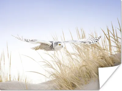 Produktbild von MuchoWow® Poster Schneeeule fliegt über den Strand 120x90 cm - Wandbild