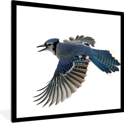 Produktbild von MuchoWow® Gerahmtes Poster Vogel - Federn - Weiß 40x40 cm - Poster mit Schwarzem Bilderrahmen Wandposter Rahmen Foto Bilder - Mit Rahmen - Wanddekoration Schlafzimmer