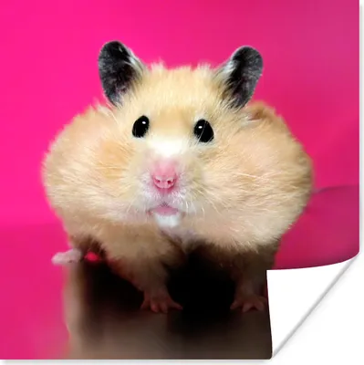 Produktbild von MuchoWow® Poster Hamster mit rosa Hintergrund 100x100 cm - Babyzimmer