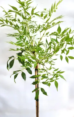 Obrázok produktu pre Jaseň štíhly 'Fraxinus excelsior Allgold' štandard 80 - 100 cm vysoký