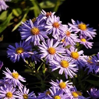 Obrázok produktu pre 6 x Kvetináč s astrami – Aster dumosus 'Professor Anton Kippenberg' | Kvetináč 9x9 cm