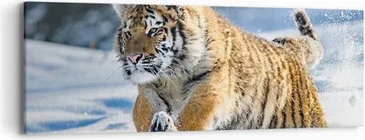 Produktbild von Bild auf Leinwand - Leinwandbild - tiger tier - 90x30cm - Wand Bild - Wanddeko - Wandbilder - Leinwanddruck - Bilder - Kunstdruck - Wanddekoration - Leinwand bilder - Wandkunst - AB90x30-3928