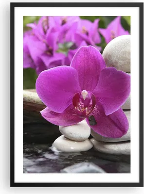 Produktbild von Gerahmtes Poster - Schwarzer Rahmen - Orchidee Bambus Dekoration Spa - 50x70 cm - Wand Bild - Wanddeko - Wandbilder - Wandposter - Bilderrahmen - Bilder - Kunstdruck - Wandbild - P2BPA50x70-2666