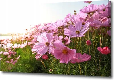 Produktbild von Wandbild Leinwand Schöner Druck Blume 80x60