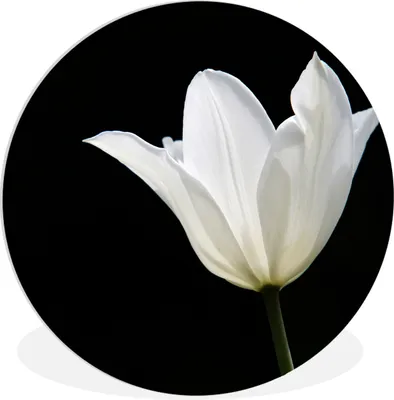 Produktbild von MuchoWow® Rundes Wandbild - Runde Bilder Weiße Tulpe Ø 90 cm Kreis Wanddekoration Kunststoff - Wandkreis - Wandschmuck - Wand-Kreis - Wohnzimmer - Bild - Runde - Wanddeko - Dibond - Kunstdrucke