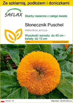 Zdjęcie produktu dla SAFLAX - Zestaw do uprawy - Słonecznik Puschel - 40 Nasiona - Z mini szklarnią, podłożem uprawowym i 2 doniczkami - Helianthus annuus