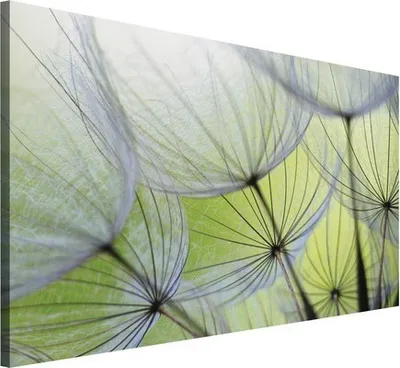 Produktbild von Leinwandbild Pusteblume 100x75 cm