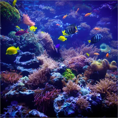 Produktbild von Wallario Premium Glasbild, freischwebende Optik, kräftige Farben, Größe 50 x 50 cm Motiv Farbenwelt unter Wasser